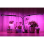 Світлодіодна фітолампа GrowLight для вирощування кімнатних рослин Full Spectrum (OJ126IU) Николаев