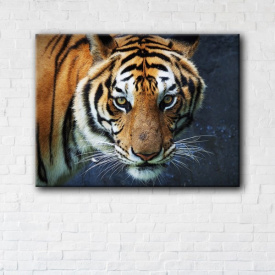 Картина на холсте IBR Tiger 110x145 см
