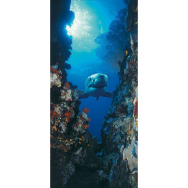 Фотошпалери 2-1002 KOMAR Shark 97х220