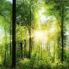 Фотошпалери Prestige №26 392х204 12листів