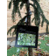 Ель восточная Rovinsky Garden Ауреоспиката Picea orientalis Aureospicata 70-90 см (объем горшка 4 л) RG315 Київ