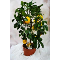 Цитрус Rovinsky Garden Limone ⌀21 70-80 см Київ