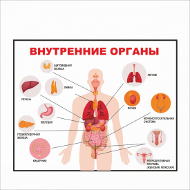 Плакат “Внутренние органы” А0
