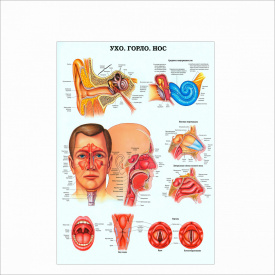 Плакат “Ухо горло нос” А0