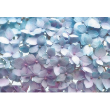 Фотообои 8-961 KOMAR Light Blue 368х254