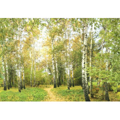 Фотообои Ника Русские березы196х280 Киев