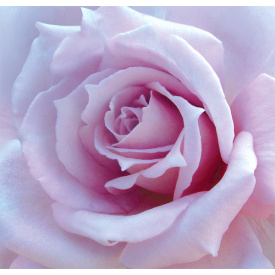 Фотообои Ника Сиреневое диво 140х145