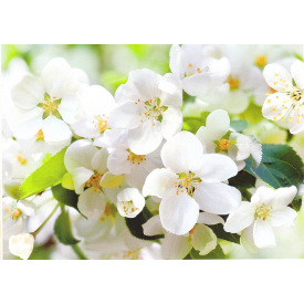 Фотообои Престиж №10 272х196