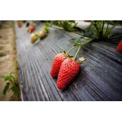 Пленка мульчирующая SOTRAFA чёрная (25мкм), 1,2*1000м. Шостка