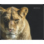 Килимок для миші Defender Wild (50803) (6287447) Луцьк