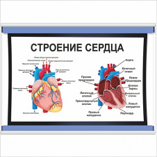 Плакат Vivay Строение сердца А1 (5457)