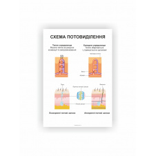 Плакат Vivay Система потовиділення 84х118 см Белый (hub_xjbo7u)