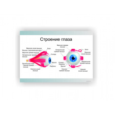 Плакат Vivay Будова ока 30 х 40 см Білий