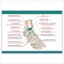 Плакат Vivay Foot в медицинский кабинет А3 (9266)