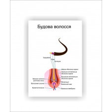 Плакат Vivay Будова волосся 30х40 см Білий
