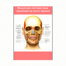 Плакат Vivay М'язова система обличчя (проекція на кістки черепа) А0 (8197)