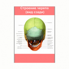 Плакат Vivay Будова черепа (вид ззаду) А1 (8174)