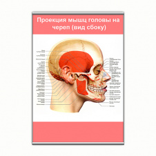 Плакат Vivay Проекція м'язів голови на череп (вид збоку) з планкою А3 (9146)