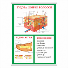 Плакат Vivay Будова шкіри і волосся с планкой А3 (8988)