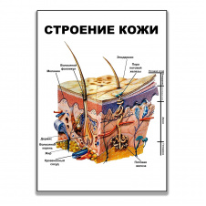 Плакат Vivay Строение кожи А2