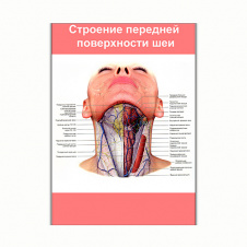 Плакат Vivay Будова передньої поверхні шиї А0 (8141)