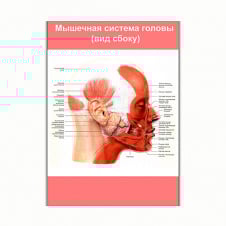 Плакат Vivay М'язова система голови (вид збоку) А3 (8232)