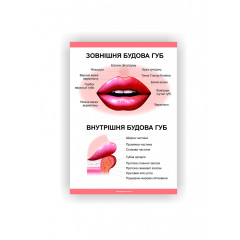 Плакат Будова губ Vivay 60х40 см Білий Дніпро