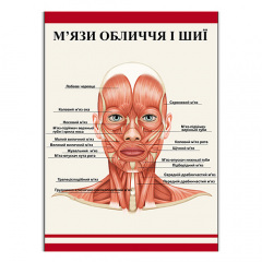 Плакат Vivay М'язи обличчя та шиї А2 Конотоп