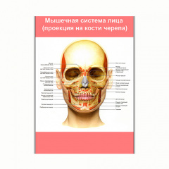 Плакат Vivay М'язова система обличчя (проекція на кістки черепа) А1 (8198) Тернопіль