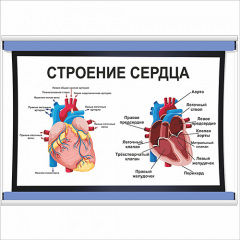 Плакат Vivay Будова серця А1 (5457) Київ