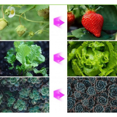 Фітолампа світлодіодна для рослин Plant GrowLight-3 із таймером чорна Ужгород