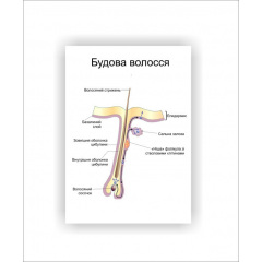 Плакат Vivay Будова волосся 30х40 см Білий Івано-Франківськ