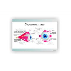 Плакат Vivay Будова ока 30 х 40 см Білий Одеса