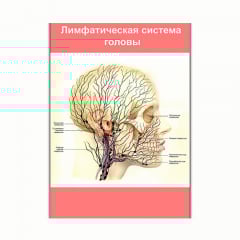 Плакат Vivay Лімфатична система голови А0 (8185) Кропивницький