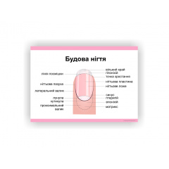 Плакат Будова нігтя Vivay 60х40 см Білий Херсон