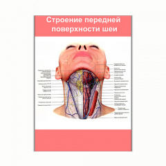 Плакат Vivay Будова передньої поверхні шиї А2 (8143) Вишневе