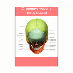 Плакат Vivay Будова черепа (вид ззаду) А1 (8174) Київ