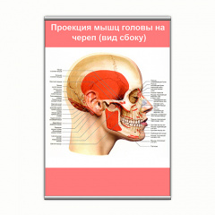 Плакат Vivay Проекція м'язів голови на череп (вид збоку) з планкою А3 (9146) Суми