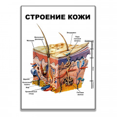 Плакат Vivay Будова шкіра А2 Бердичів