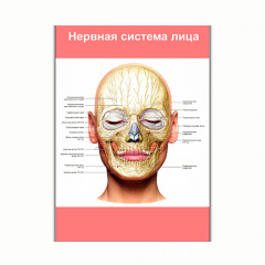 Плакат Vivay Нервная система лица А1 (8254) Ровно