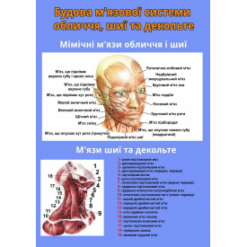 Плакат Vivay Будова м'язової системи обличчя, шиї та декольте А3 (4687)