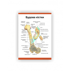 Плакат Vivay Будова кістки 30 х 40 см Білий