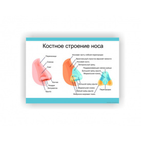 Плакат Vivay Кісткова будова носа 30 х 40 см Білий