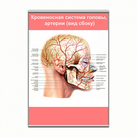 Плакат Vivay Кровоносна система голови, артерії (вид збоку) з планкою А2 (9141)