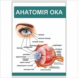 Плакат Анатомія ока А1