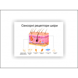 Плакат Vivay Сенсорні рецептори шкіри 30х40 см Білий