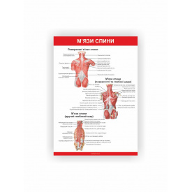Плакат Vivay М'язи спини 30х40 см Белый (hub_om0er3)