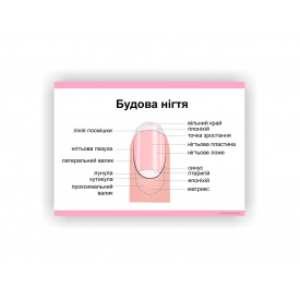 Плакат Будова нігтя Vivay 60х40 см Білий