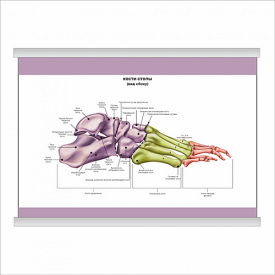 Плакат Vivay Кістки стопи (вид збоку) А1 (9256)