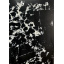 Кварцит Grand Antique 323x163x2 код 230709-2 Мелитополь